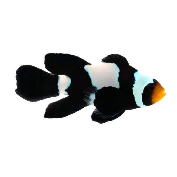 Black Snowflake clownfish (Amphiprion ocellaris)