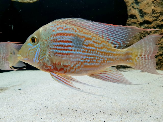 Geophagus sveni 'Rio Parana'