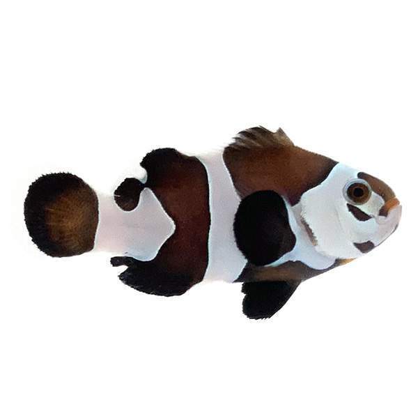 Black Storm (Amphiprion ocellaris)