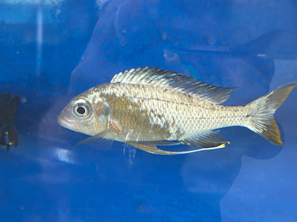 Ophthalmotilapia ventralis Kapampa