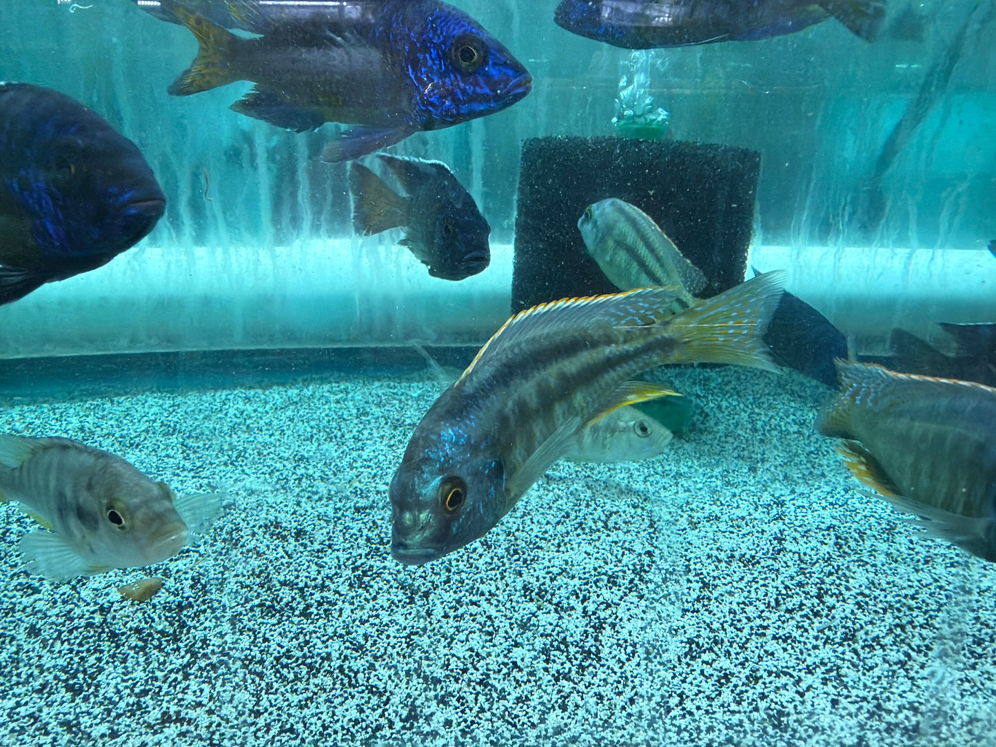 Chilotilapia Rhoadesii