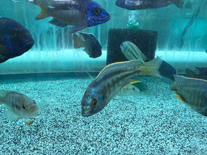 Chilotilapia Rhoadesii