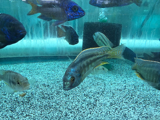 Chilotilapia Rhoadesii