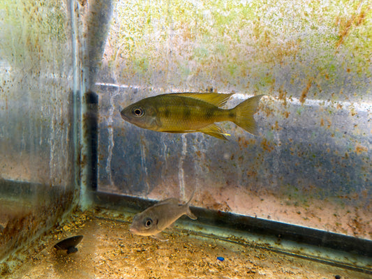 Ophthalmotilapia cf. nasuta (Mukosa)