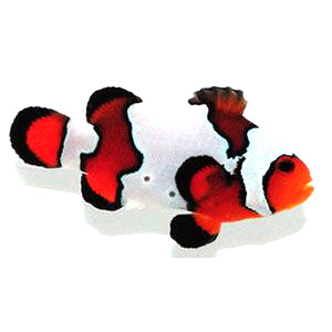Black Ice clownfish (Amphiprion ocellaris)