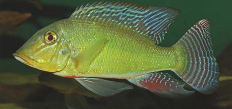 Retroculus xinguensis (Xingu Retroculus)