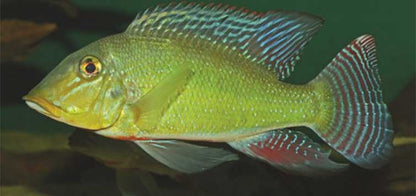 Retroculus xinguensis (Xingu Retroculus)
