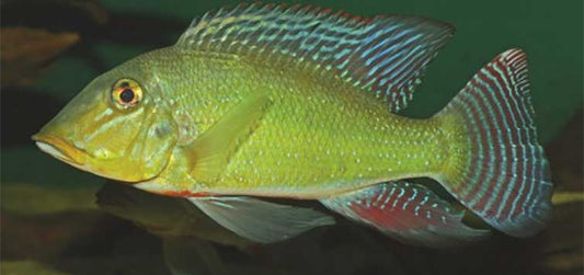 Retroculus xinguensis (Xingu Retroculus)