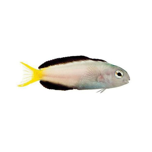 Harptail Blenny (Meiacanthus mossambicus)