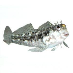 Molly Miller Blenny (Scartella cristata)