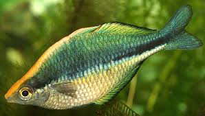 Melanotaenia lacustris  Turquoise Rainbowfish