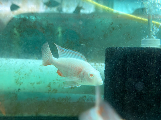Albino dragon blood Peacock Cichlid