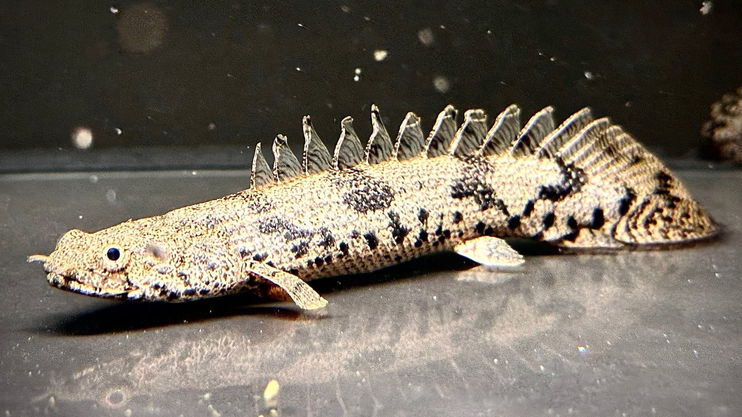 Endlicheri Bichir (Polypterus endlicheri)