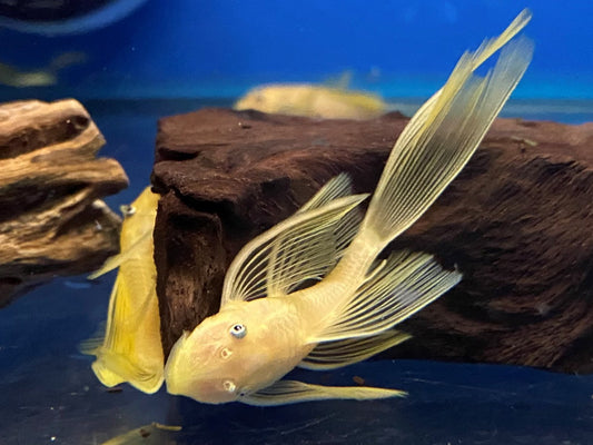 L144 Blue Eye Lemon Bristlenose Pleco (Ancistrus sp)
