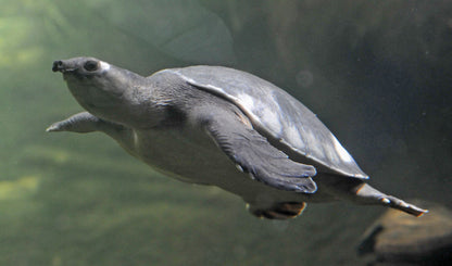 Fly River Turtle (Carettochelys insculpta) PRE-ORDER ONLY