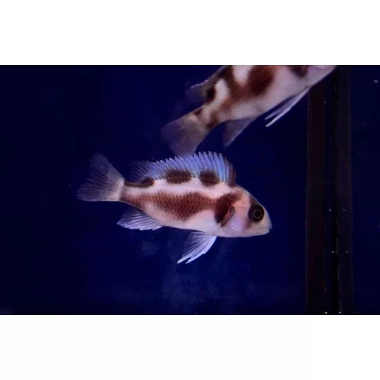 Frontosa Red Widow (Cyphotilapia frontosa)