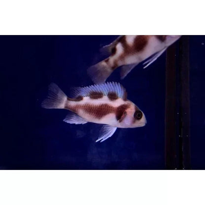 Frontosa Red Widow (Cyphotilapia frontosa)