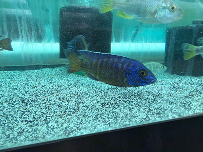 Ngara Flametail Peacock MALE - Aulonocara stuartgranti - Live Fish