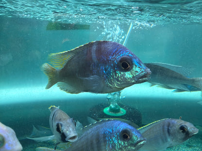Placidochromis sp.
Jalo Reef Hap