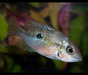 Spotcheek Cichlid (Thorichthys ellioti or T. maculipinnis)