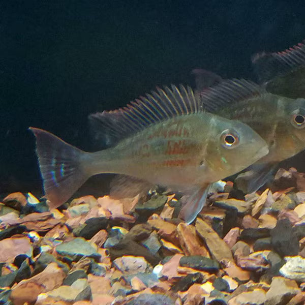Geophagus sveni 'Rio Parana'