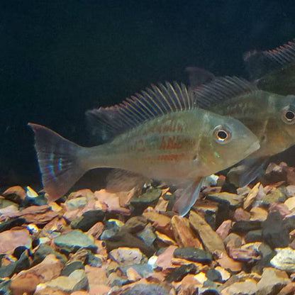 Geophagus sveni 'Rio Parana'