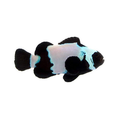 Black Snowflake clownfish (Amphiprion ocellaris)