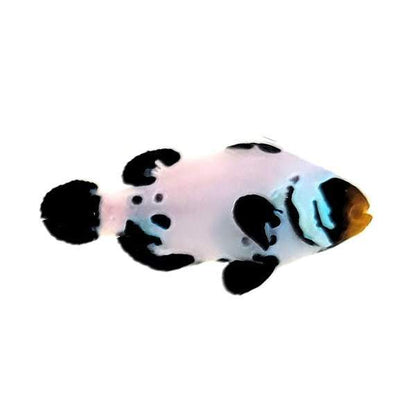 Black Snowflake clownfish (Amphiprion ocellaris)