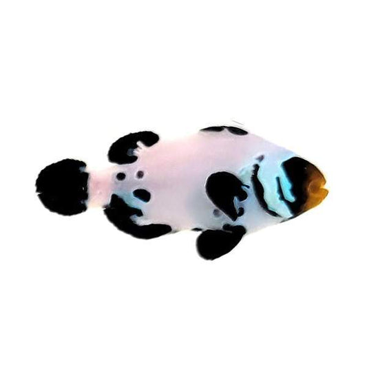 Black Snowflake clownfish (Amphiprion ocellaris)