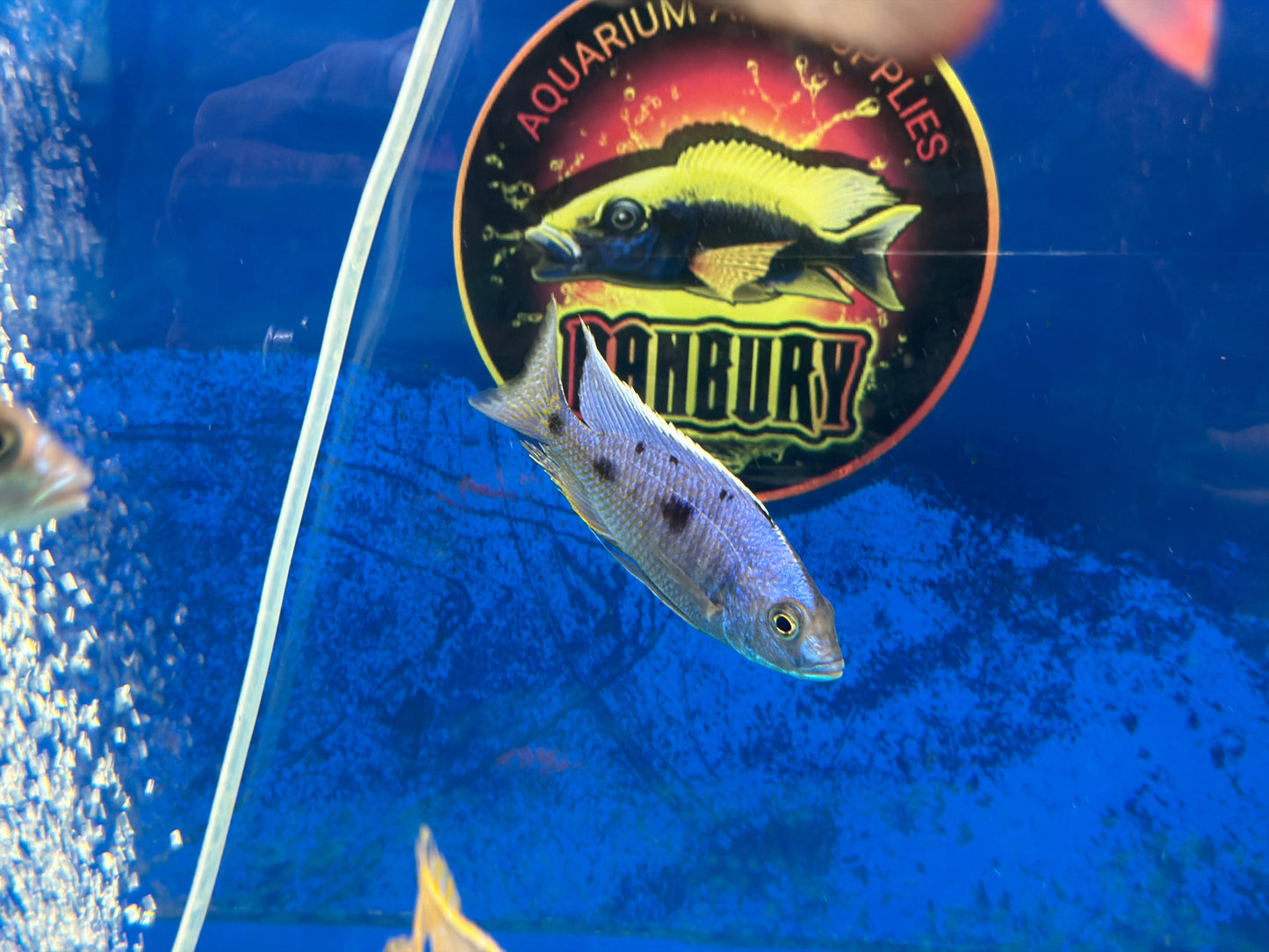 Azureus Hap