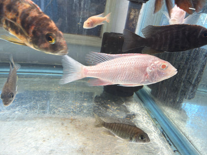 Albino dragon blood Peacock Cichlid