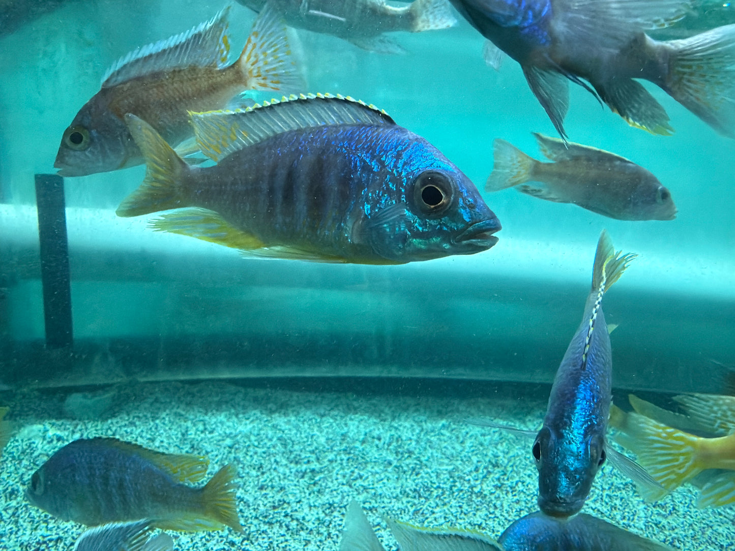 Placidochromis sp.
Jalo Reef Hap