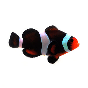 Chocolate Mocha clownfish (Amphiprion ocellaris)