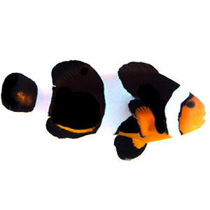 Chocolate Mocha clownfish (Amphiprion ocellaris)