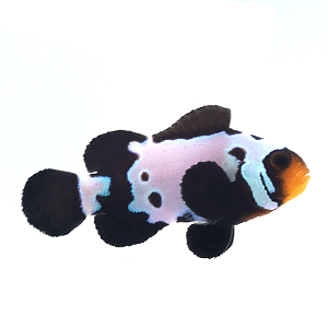 Black Snowflake clownfish (Amphiprion ocellaris)