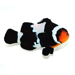 Blacker Ice Extreme clownfish (Amphiprion ocellaris)