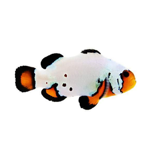 Blacker Ice Extreme clownfish (Amphiprion ocellaris)