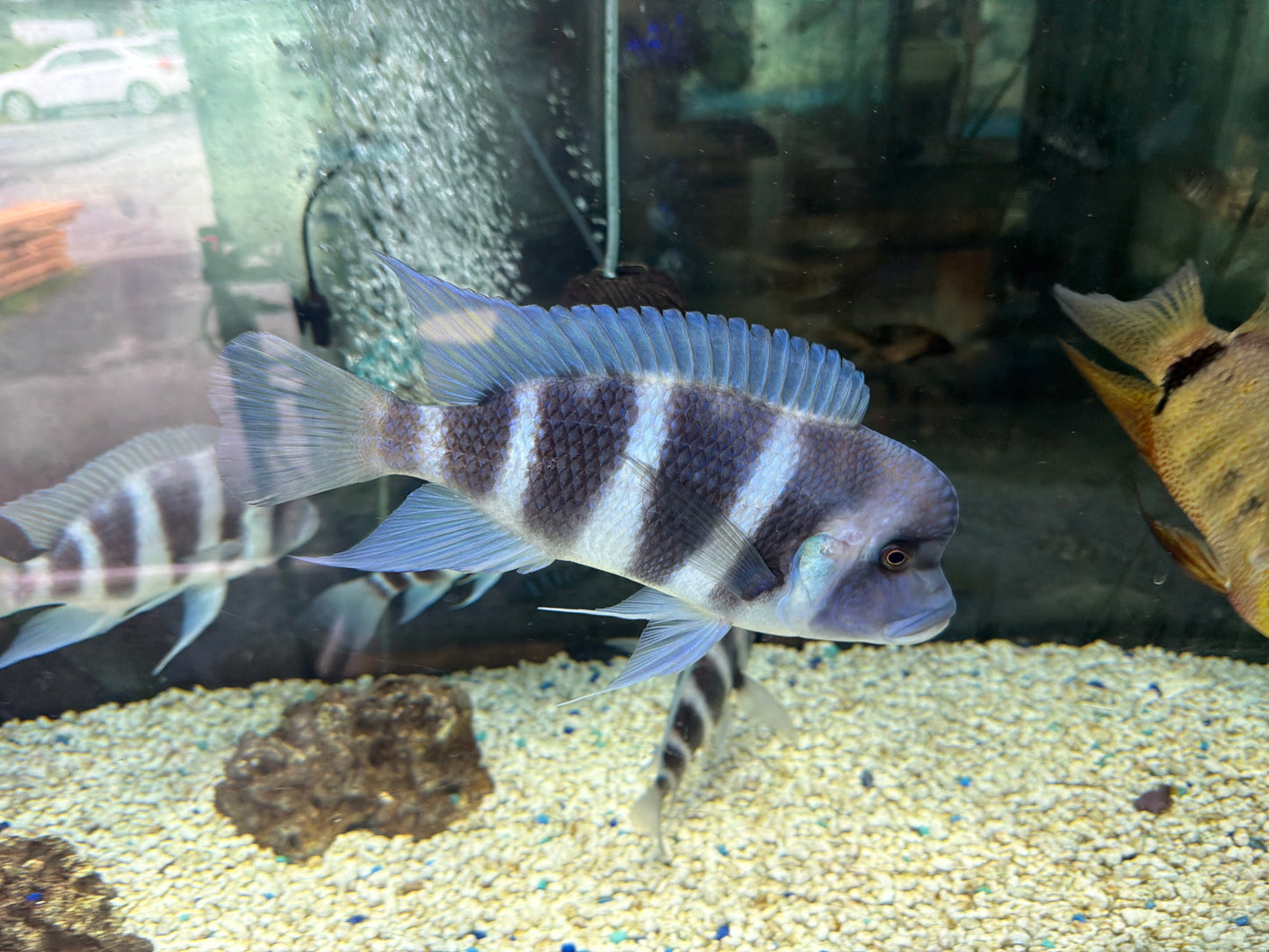 Zaire Blue Moba Frontosa (Cyphotilapia gibberosa)