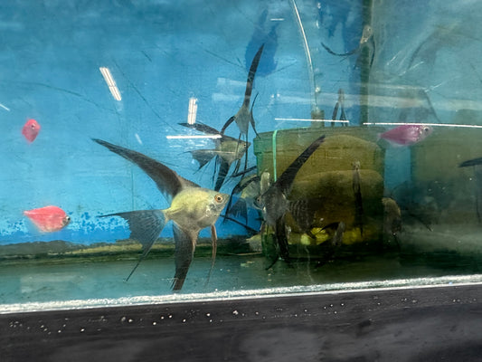 Bulgarian Green Angelfish (Pterophyllum Scalare Sp)