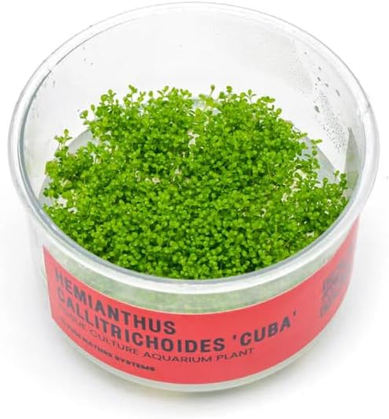 Dwarf Baby Tears Hemianthus Callitrichoides Tissue Culture Live Plant for Aquarium, Aquascape, Planted Freshwater Fish Tanks