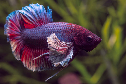 Elephant Ear Betta