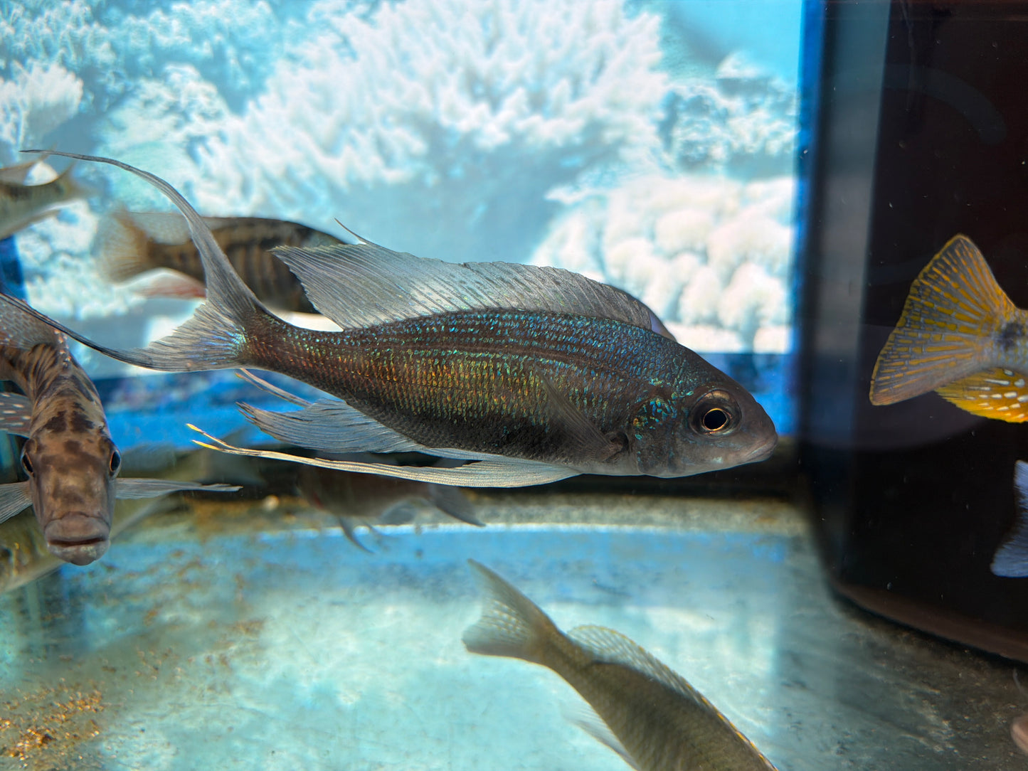 Cyathopharynx Foai 'Sibwesa'