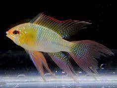 Golden Ramirezi Longfin (*Mikrogeophagus ramirezi var.)