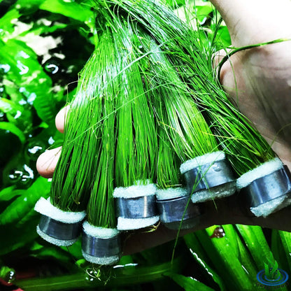 (6 Bundle) Giant Hairgrass | Eleocharis Vivipara Package Freshwater Live Aquarium Plants Background Fish Tank Decoration