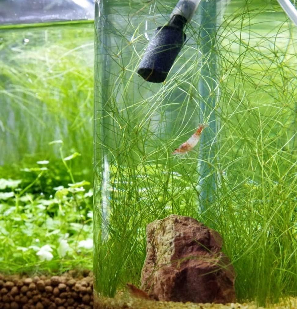 (6 Bundle) Giant Hairgrass | Eleocharis Vivipara Package Freshwater Live Aquarium Plants Background Fish Tank Decoration