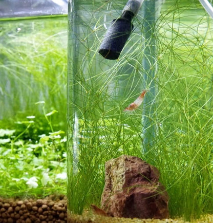(6 Bundle) Giant Hairgrass | Eleocharis Vivipara Package Freshwater Live Aquarium Plants Background Fish Tank Decoration