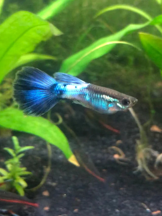 Blue Diamond guppy Pair
