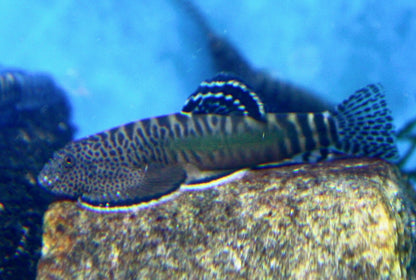 LOACH - BEUFORTIA GRANULOPINA - BAR TAIL ROUND LOACH