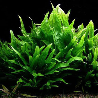 Java Fern Bare Root | Microsorum Pteropus - Low Light Freshwater Aquarium Plant