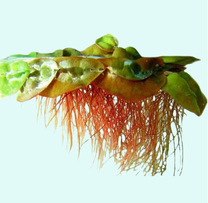 30+ Red Root Floater, Live Aquarium Plants
